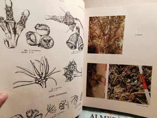 Atlas del eucalipto IV  Dibújos y láminas en color