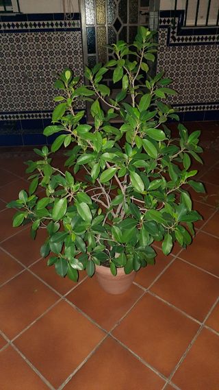 vendo planta natural