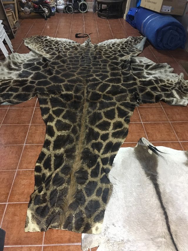 Piel natural de jirafa auténtica