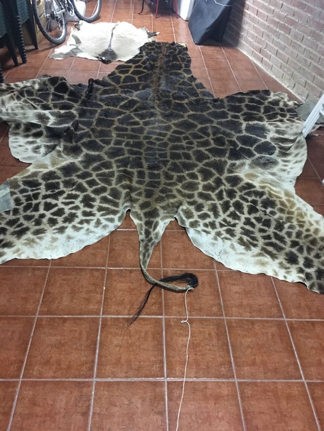 Piel natural de jirafa auténtica