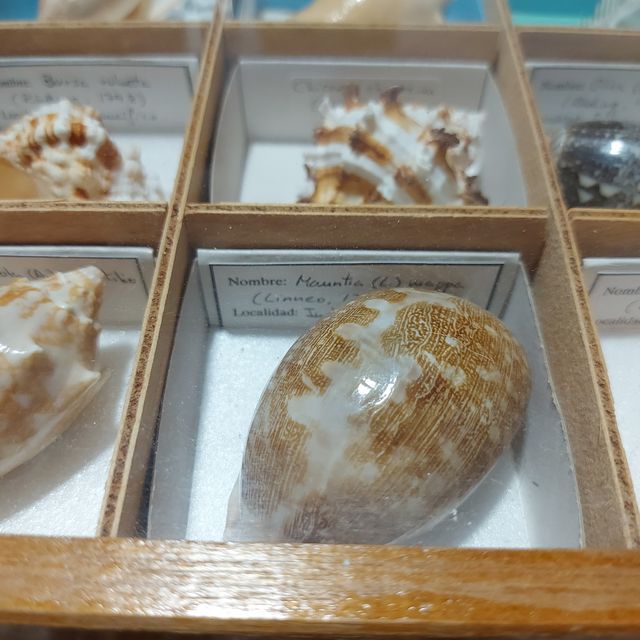 Conchas de mar clasificadas según Linneo