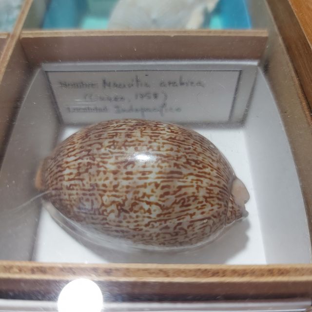 Conchas de mar clasificadas según Linneo