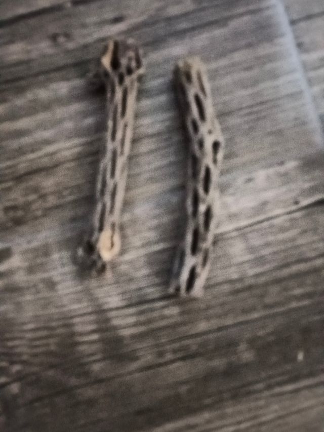 Lote de 2 troncos naturales de cholla