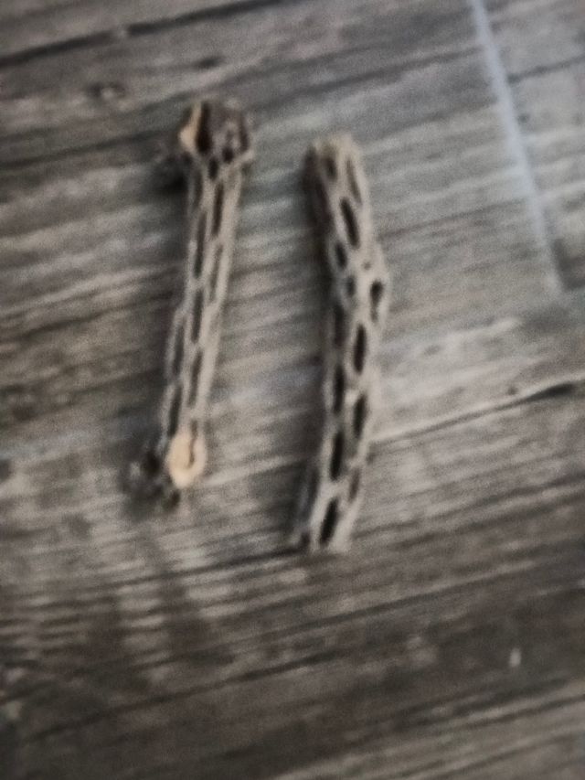 Lote de 2 troncos naturales de cholla