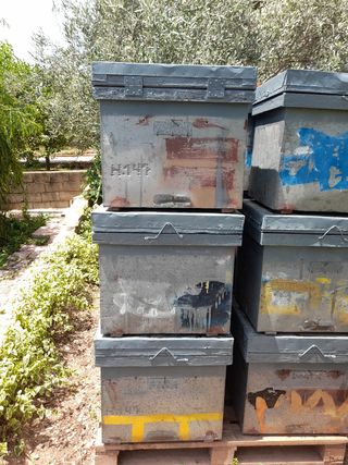 Colmenas layens con cuadros