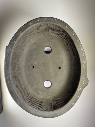 Heian Kosen, acer palmatum, bonsai, maceta, japón.