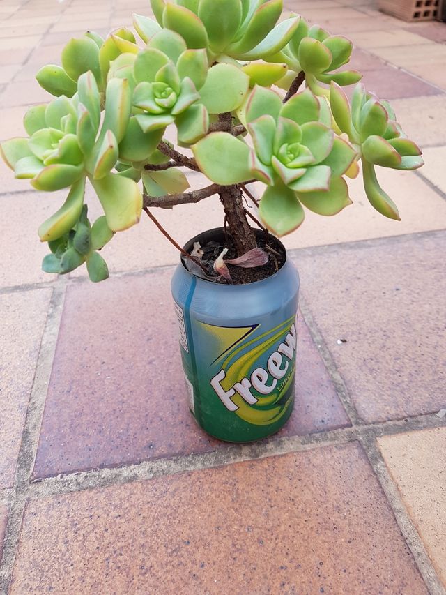 "Aeonium haworthii" en latas