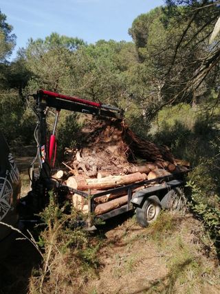 LEÑA DE PINO. Transporte incluido