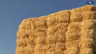 paja de cebada de secano y tambien de trigo