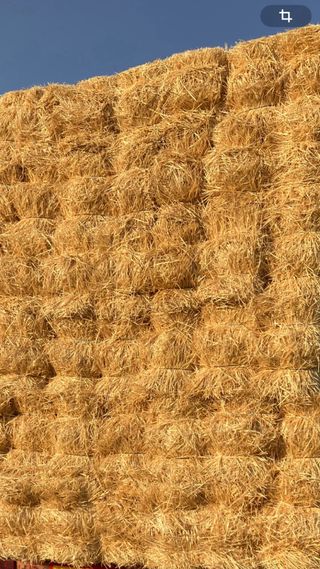 paja de cebada de secano y tambien de trigo