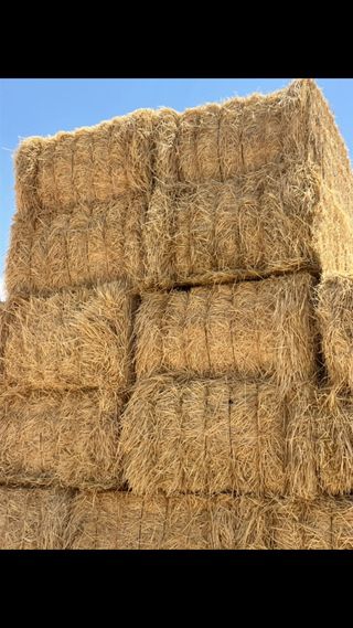 paja de cebada de secano y tambien de trigo