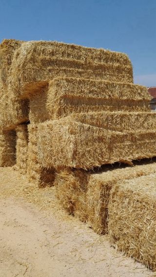 paja de cebada de secano y tambien de trigo
