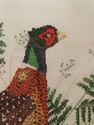 Espectacular cuadro Faisán 60x60 cm