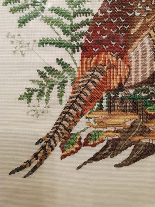 Espectacular cuadro Faisán 60x60 cm