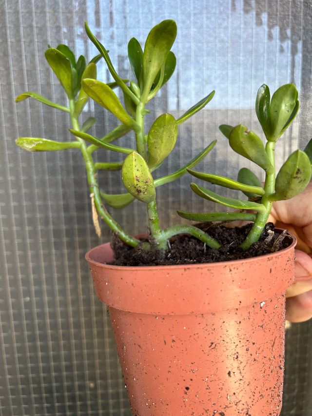 Plantas de interior/exterior(lotes o individual)