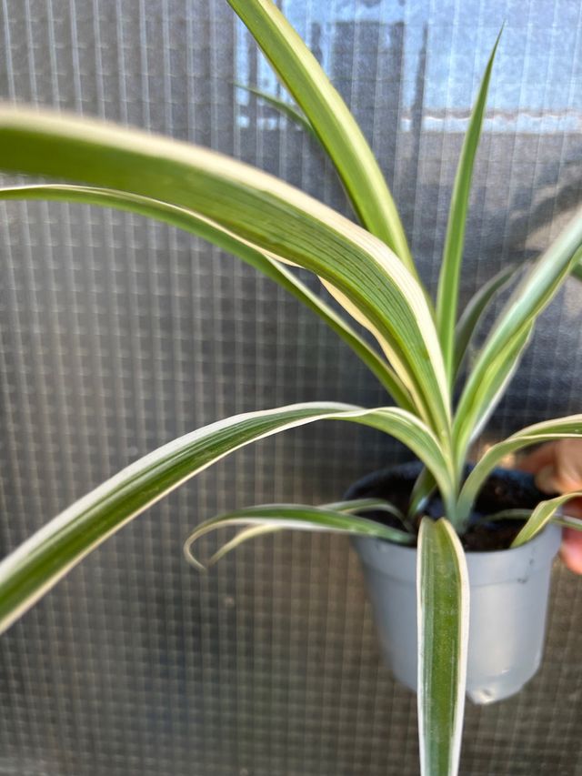 Plantas de interior/exterior(lotes o individual)