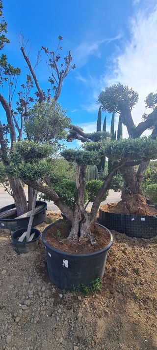 JARDINERIA MANTENIMIENTO CONSTRUCCIÓN