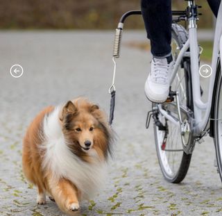 Soporte paseo perro bicicleta 
