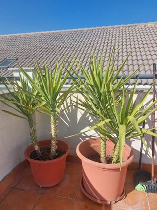 Macetas Grandes con Palmeras o alohe Vera .