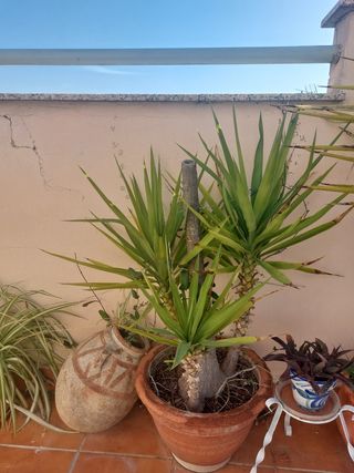 Macetas Grandes con Palmeras o alohe Vera .
