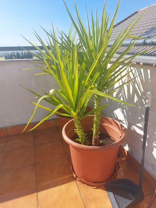 Macetas Grandes con Palmeras o alohe Vera .