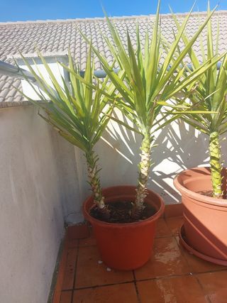 Macetas Grandes con Palmeras o alohe Vera .