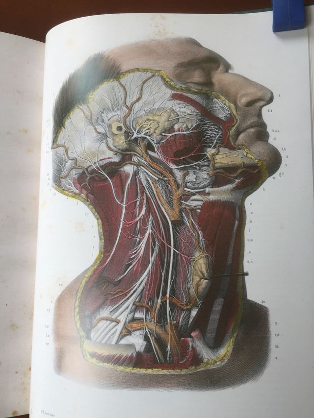 Libro LA ANATOMIA DEL HOMBRE