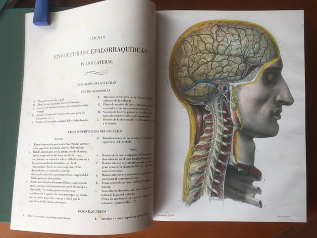 Libro LA ANATOMIA DEL HOMBRE