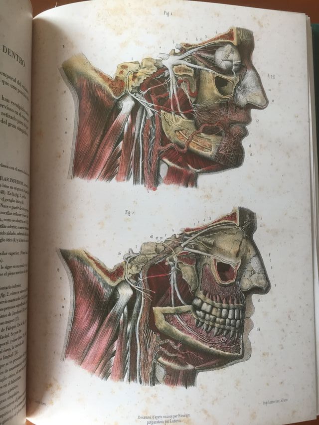Libro LA ANATOMIA DEL HOMBRE