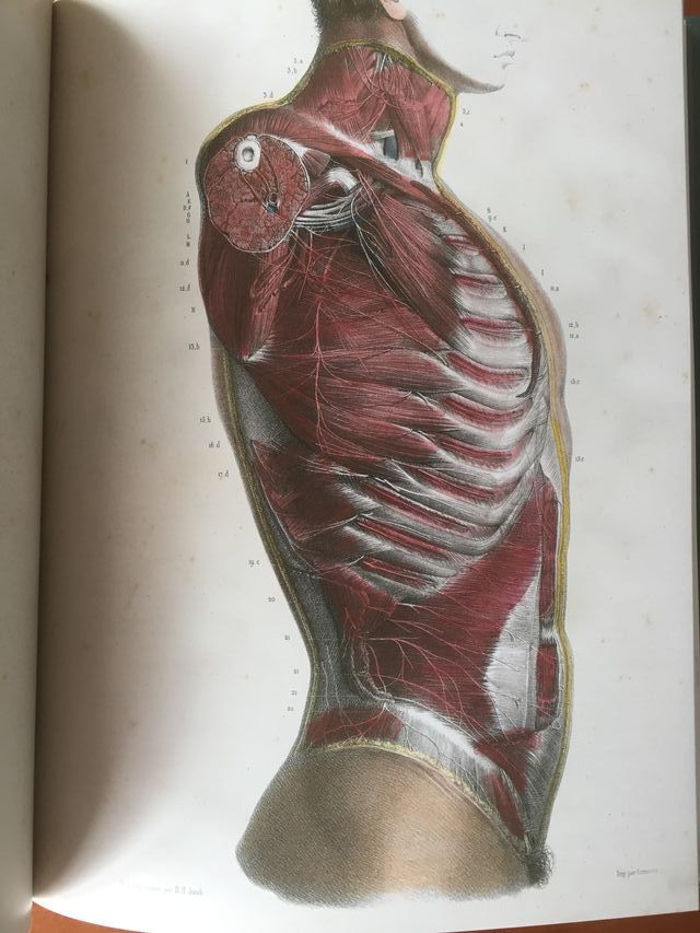 Libro LA ANATOMIA DEL HOMBRE