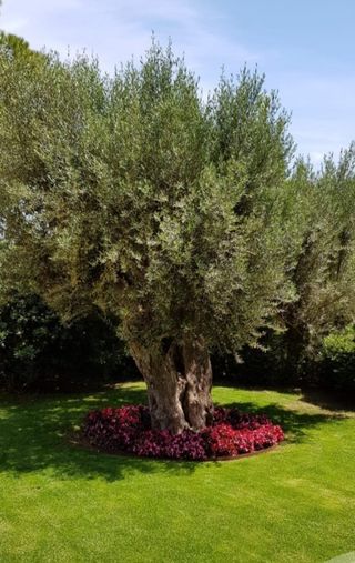 Poda y Mantenimiento Jardines Marbella