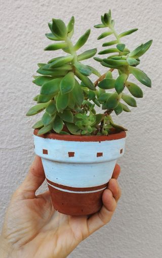 Planta siempreviva en maceta de terracota
