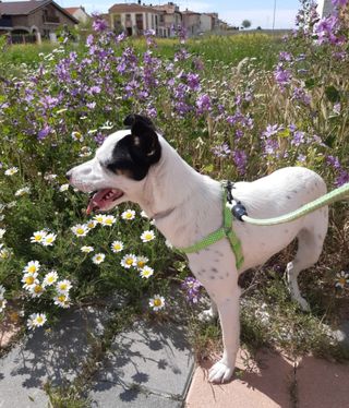 Ropa Post-Quirurgíca PetMed mascota.