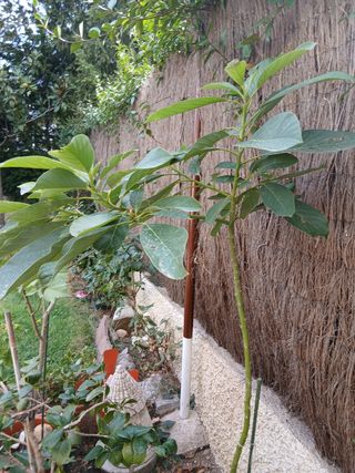 plantas de aguacate