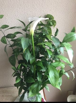 Ruscus, plantas , semillas y raices