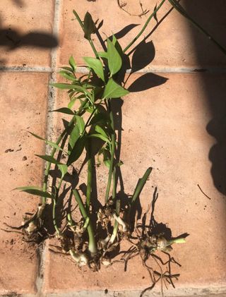 Ruscus, plantas , semillas y raices