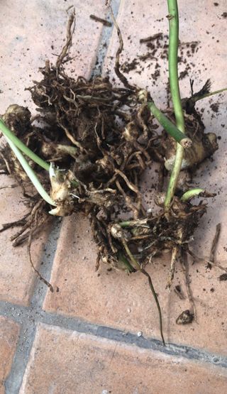 Ruscus, plantas , semillas y raices