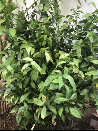 Ruscus, plantas , semillas y raices