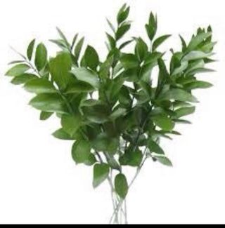 Ruscus, plantas , semillas y raices