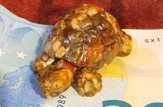 tartaruga pietre dure banconota non inclusa