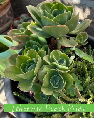 Plantas varias: cactus, nenúfares...