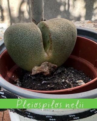 Plantas varias: cactus, nenúfares...