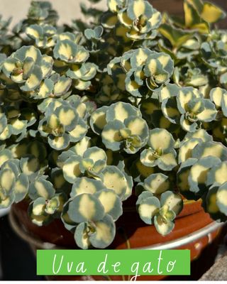 Plantas varias: cactus, nenúfares...