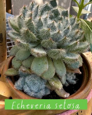 Plantas varias: cactus, nenúfares...