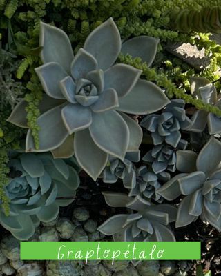 Plantas varias: cactus, nenúfares...