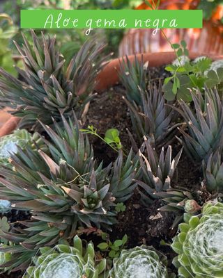 Plantas varias: cactus, nenúfares...