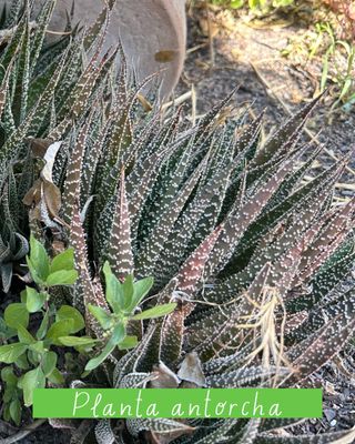 Plantas varias: cactus, nenúfares...