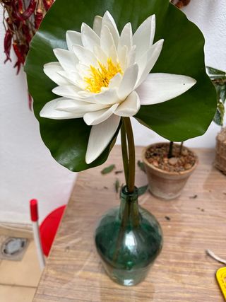 Plantas varias: cactus, nenúfares...