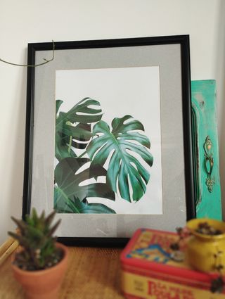 Cuadro monstera deliciosa 43x54