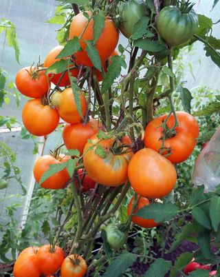 Semillas de tomate "Honey Spas"(10 unidades)